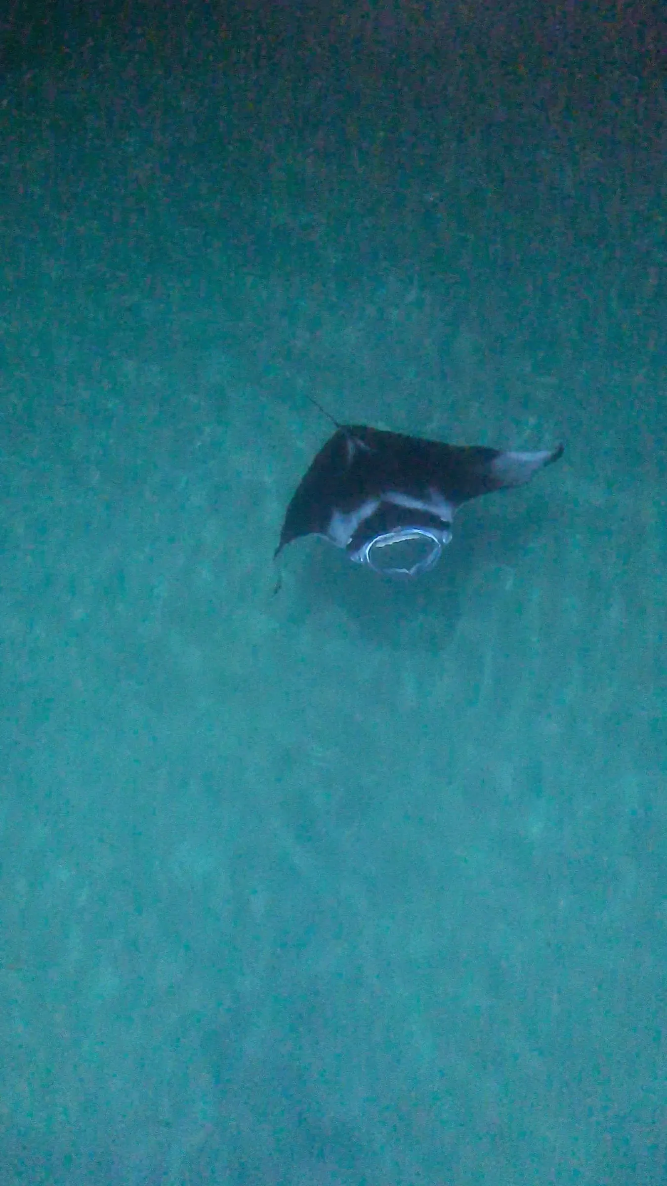 A manta ray swimming right up to the pier at night on Fulidhoo