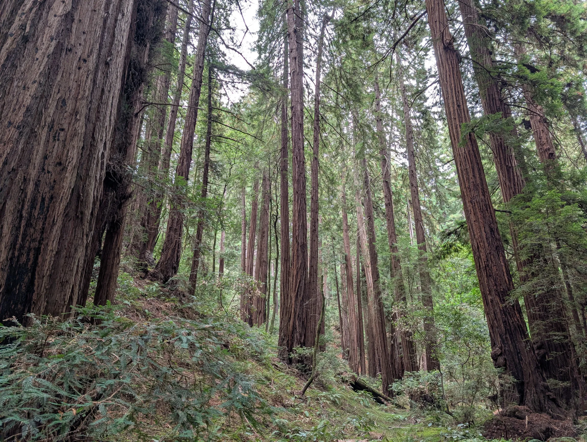 Tall redwoods along the trail near Cathedral Grove in Muir Woods