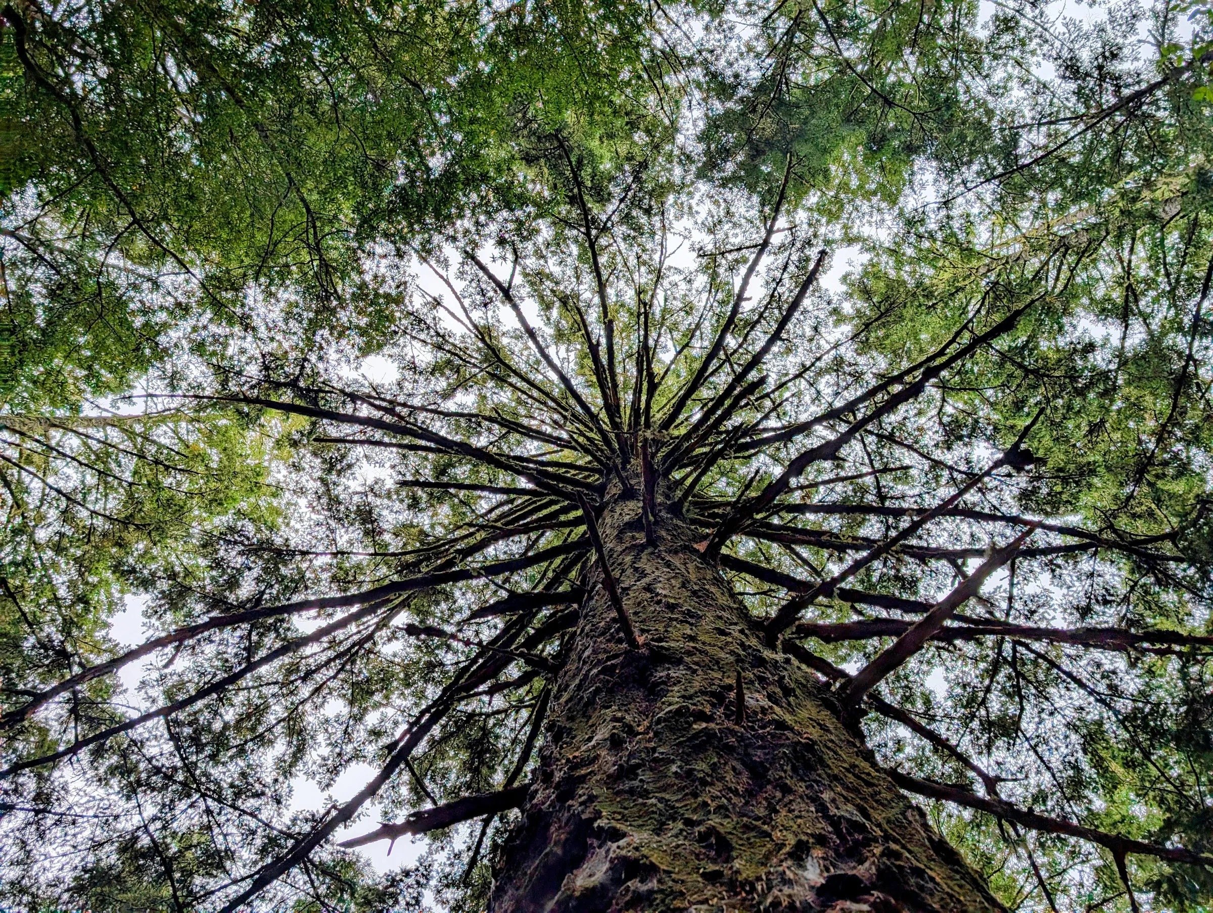 Looking straight up a giant redwood tree in Muir Woods