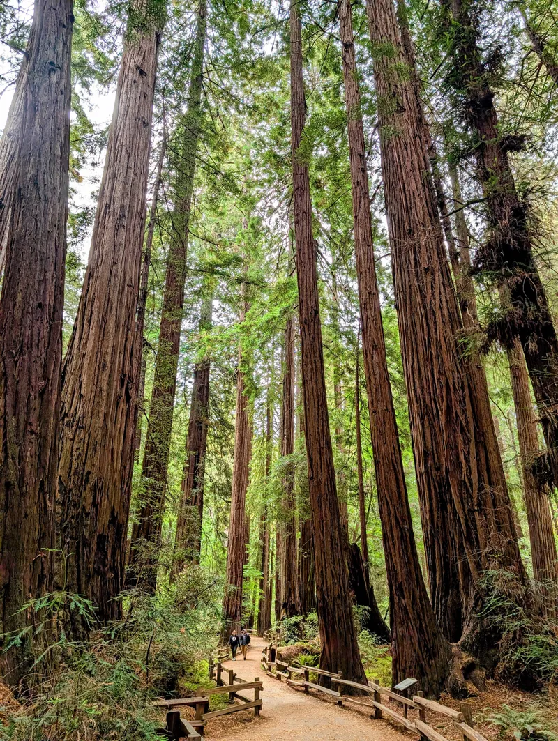 The main trail in Muir Woods lined with tall coastal redwoods