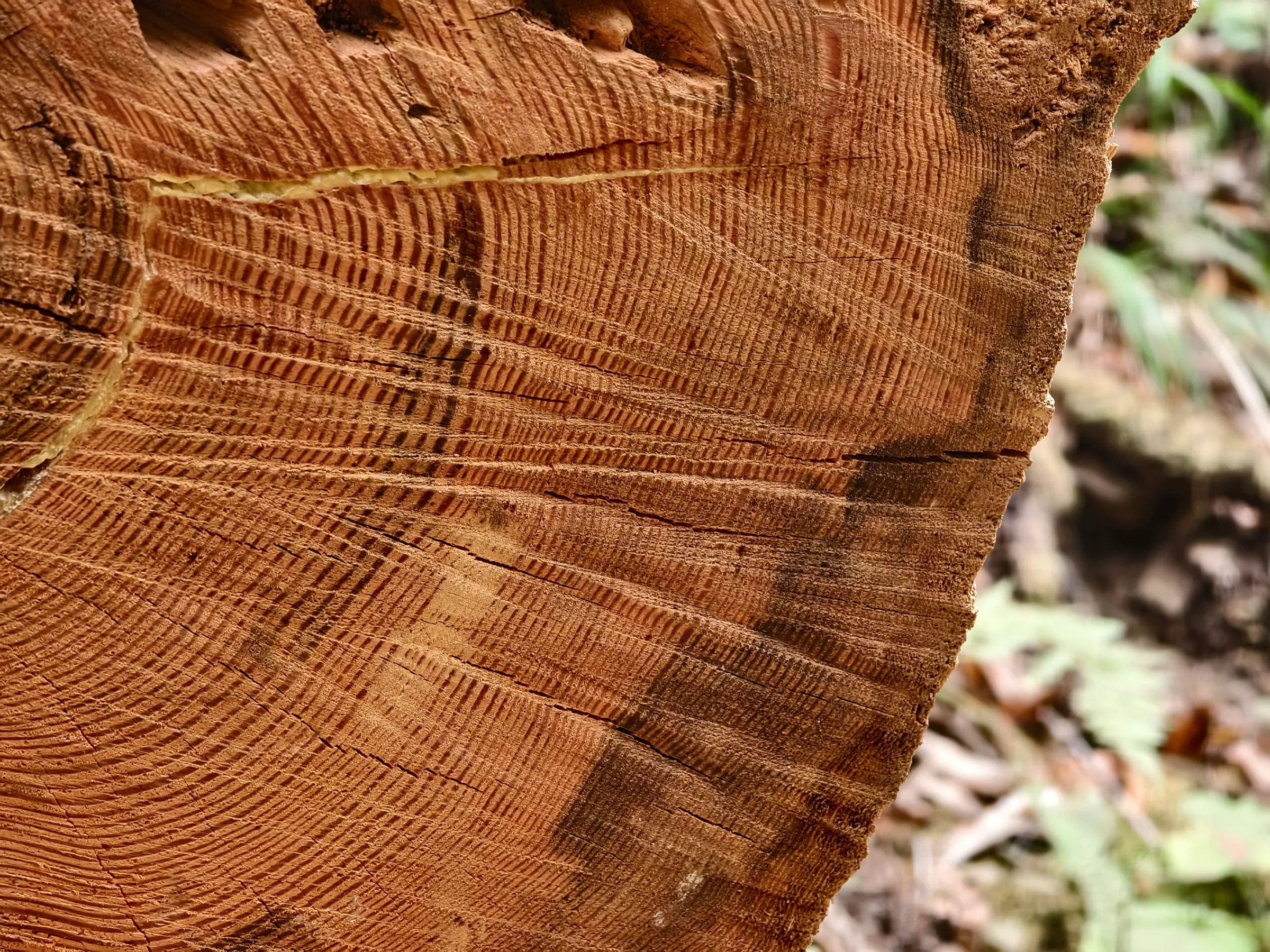 Close-up of the growth rings on a cut redwood trunk in Muir Woods