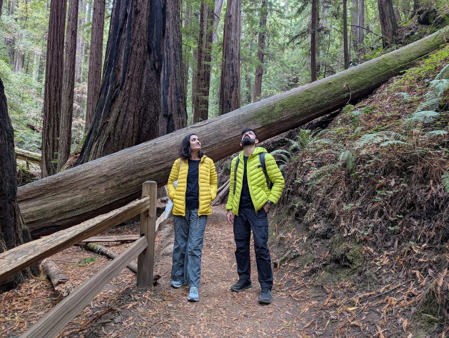 The two of us looking up at the redwoods on a trail in Muir Woods, with a fallen tree beside the path